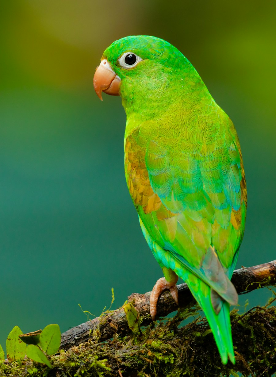 Scarlet macaw in a tropical garden